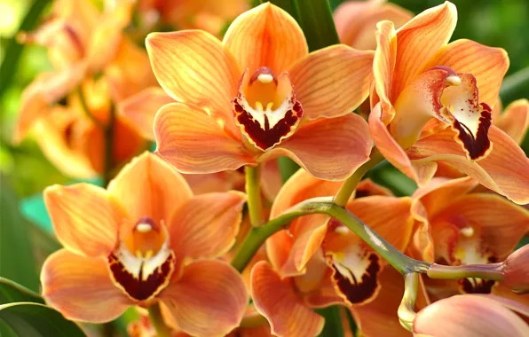 Macro, orange, Orchid