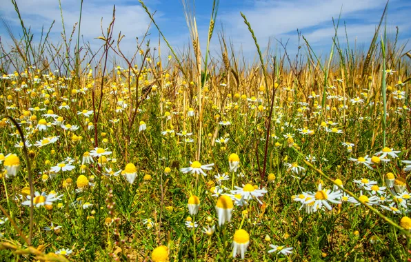 Field, the sky, flowers, ear, Daisy, meadow, Mauro