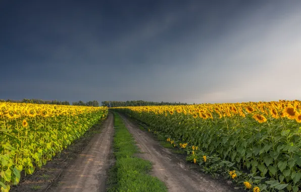 Picture road, field, the sky, sunflowers, flowers