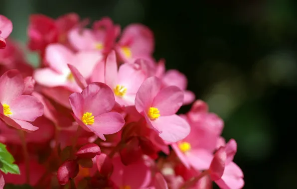 Picture summer, light, nature, Wallpaper, petals