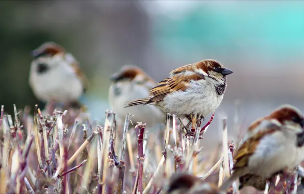 Birds, nature, sparrows