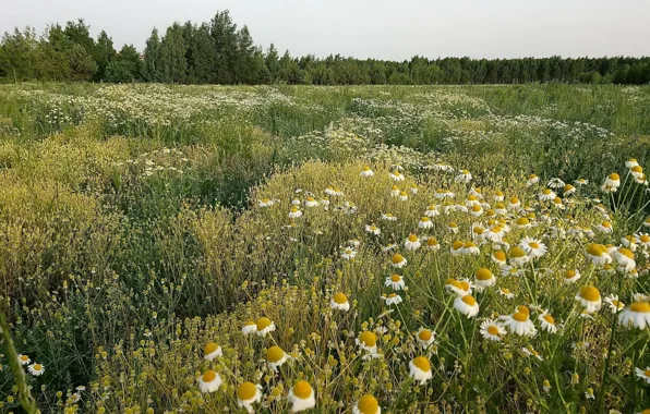 Forest, summer, trees, glade, chamomile, day