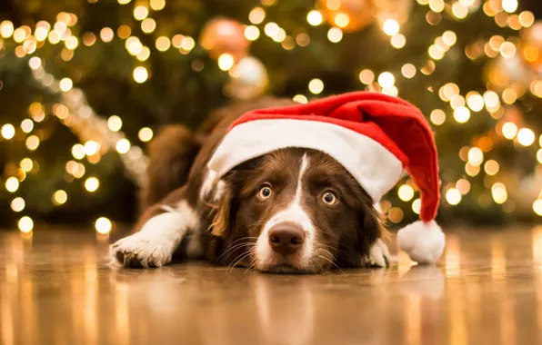Look, face, dog, Christmas, New year, cap