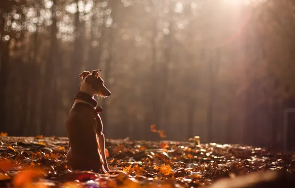 Autumn, nature, dog