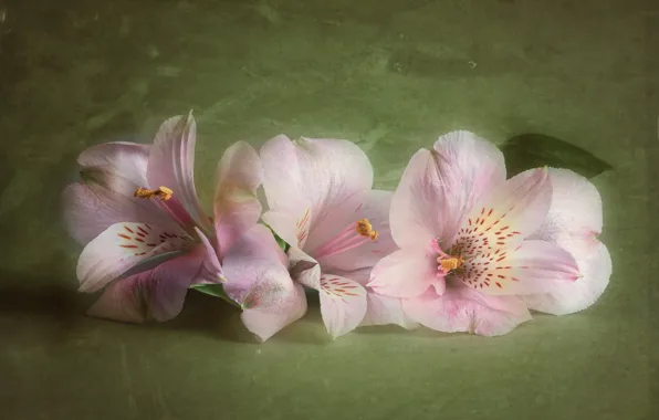 Flowers, pink, Alstroemeria, art processing