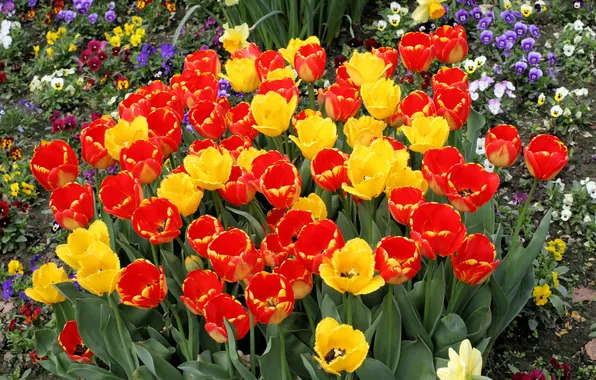 Leaves, flowers, bright, spring, yellow, garden, tulips, red