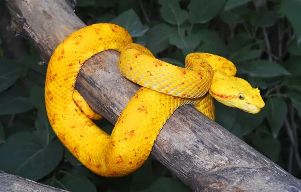 Picture night, branches, yellow, snake