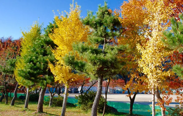Autumn, water, trees, the city, home, Japan, Tokyo