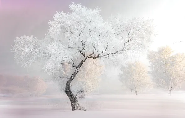 Winter, frost, field, forest, snow, branches, nature, fog