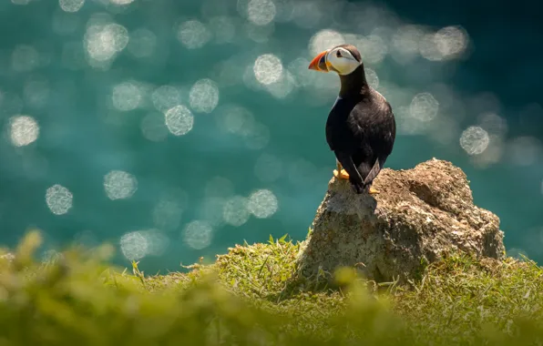 Water, bird, shore, bokeh, Atlantic puffin