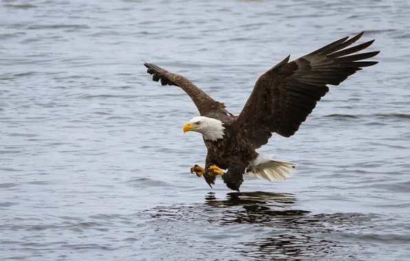 Picture flight, bird, attack, fishing, wings, predator, bald eagle