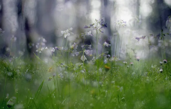 Picture macro, flowers, nature, plants, bokeh