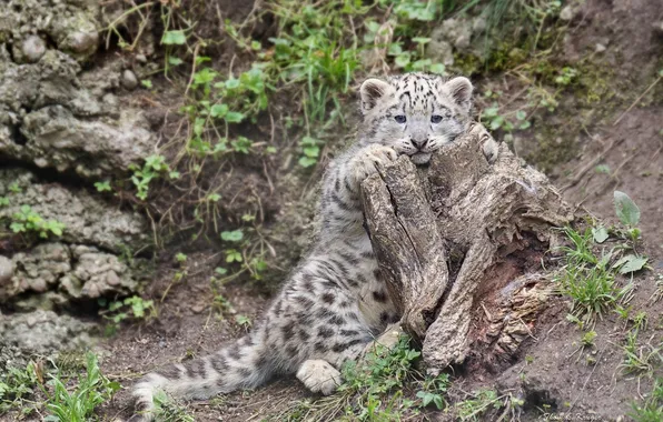 Picture stump, IRBIS, snow leopard, kitty