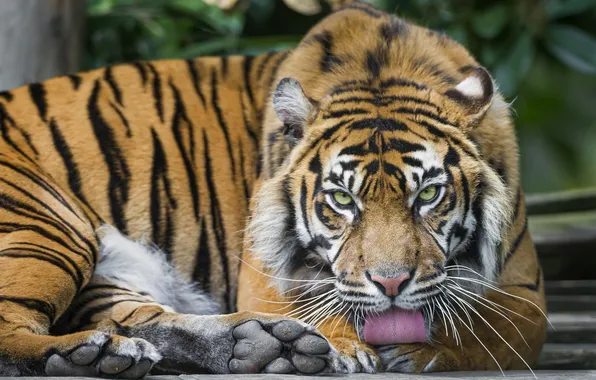 Language, cat, tiger, ©Tambako The Jaguar, Sumatran
