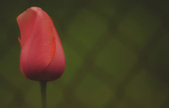 Flowers, petals, tulips