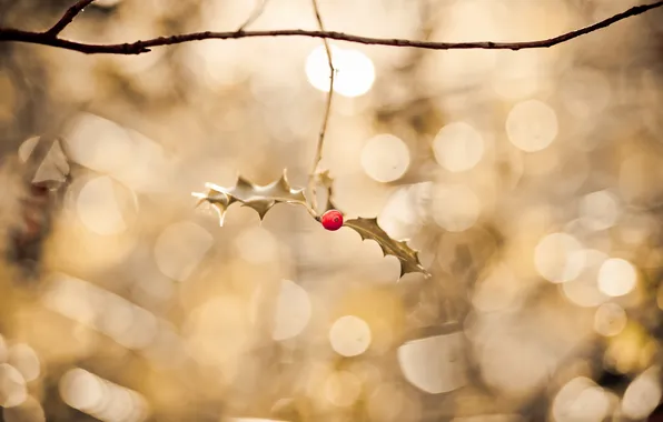 Glare, berries, sprig, leaf, bokeh, gossamer