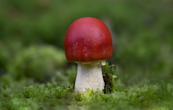 Forest, nature, mushroom, moss, mushroom
