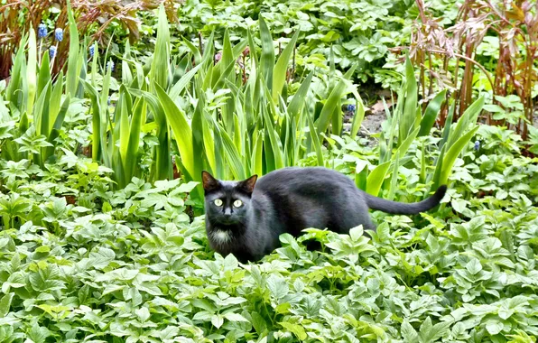 Cats, may, Spring 2025