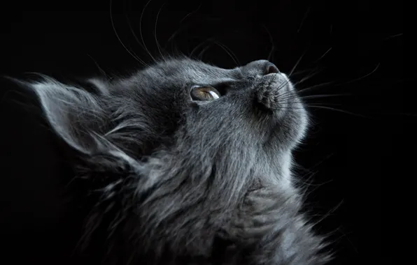 Cat, cat, look, kitty, grey, portrait, fluffy, profile