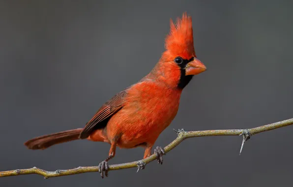 Branches, nature, bird, beak, red cardinal
