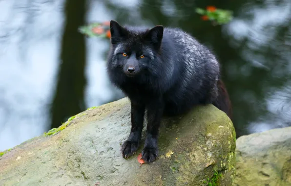 Look, face, stones, paws, Fox, black, pond, Fox