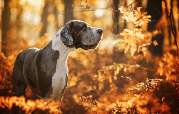 Autumn, forest, dog, bokeh, Great Dane