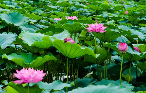 Picture leaves, lake, Lotus, flowering, lake, leaves, Lotus blossom
