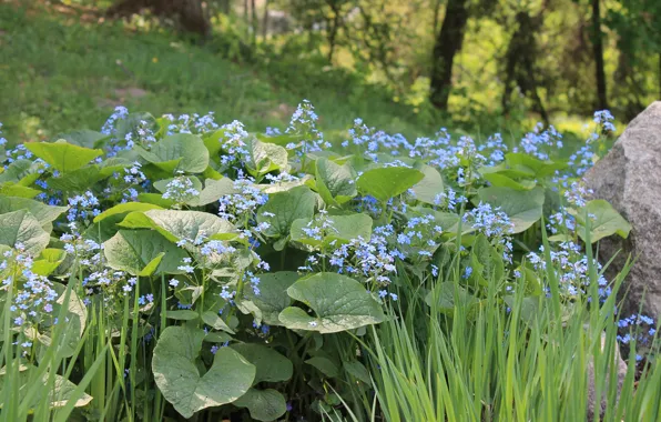 Forest, grass, flowers, Nature, Botanical garden, Kiev