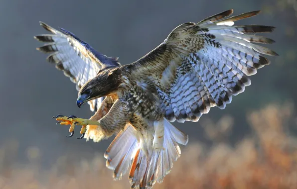 Nature, bird, Falcon