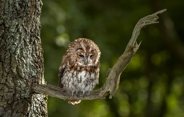Picture trees, branches, owl, bird, By Nick Holland