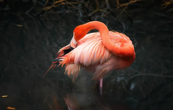 Pose, bird, Flamingo, pink flamingos