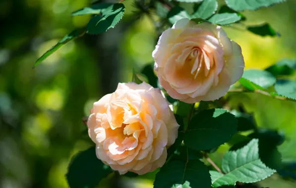 Leaves, roses, buds