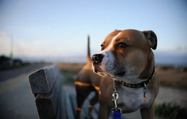 Background, each, dog