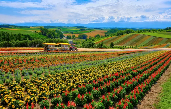 The sky, flowers, blue, hills, spring, tractor, different, plantation