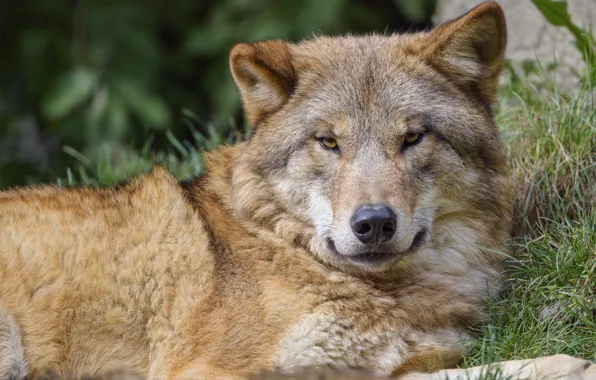 Picture face, wolf, portrait, lies