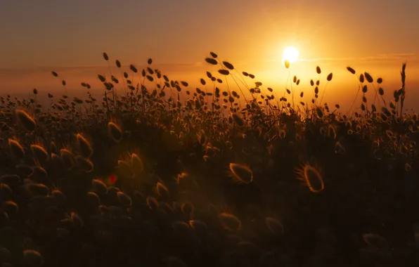 Field, the sun, rays, light, sunset, nature, fog, plants