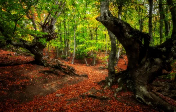 Picture forest, trees, nature, path, Alexander Plekhanov