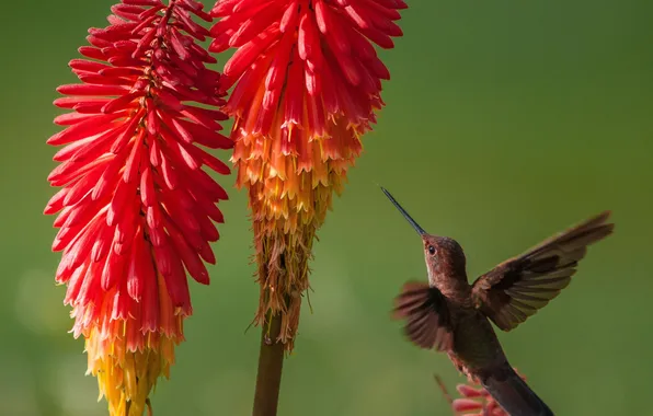 Picture flowers, Hummingbird, red, bird