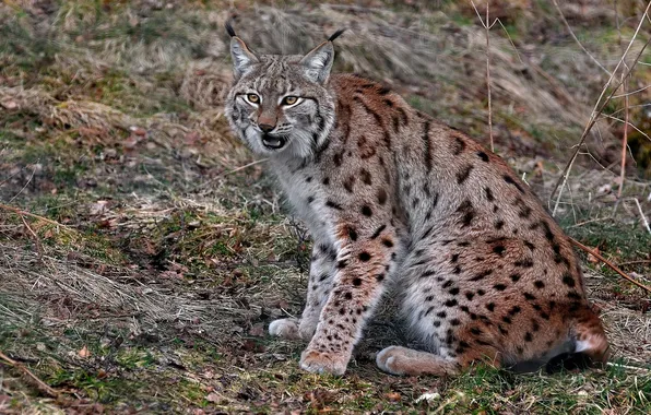 Picture red, grey, lynx, sitting, looks