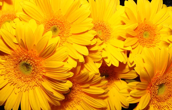 Flowers, background, yellow, very