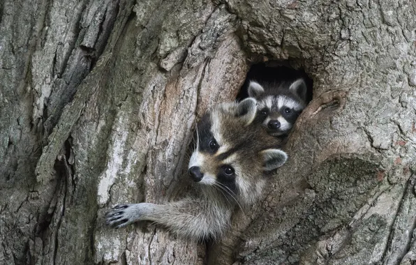 Tree, raccoon, bark, cub, mom, raccoons, foot, the hollow