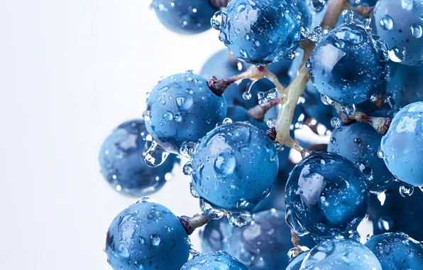 Drops, macro, blue, grapes, white background, bunch of grapes, AI art, neural network