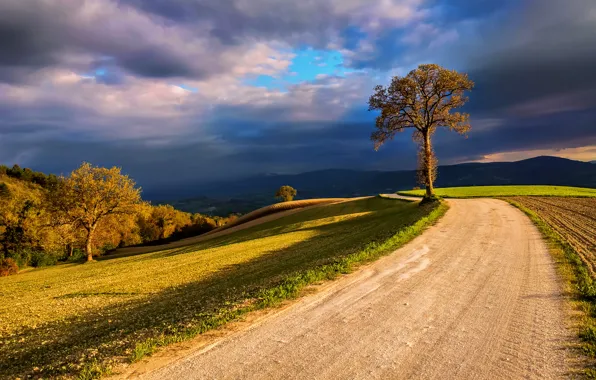 Field, the sky, clouds, light, trees, clouds, nature, Italy