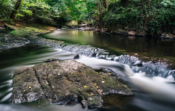 Picture leaves, water, nature, river, stones, vegetation, moss