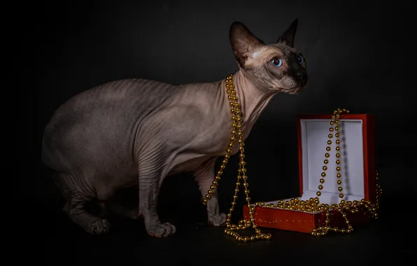 Cat, cat, look, pose, the dark background, box, beads, decoration