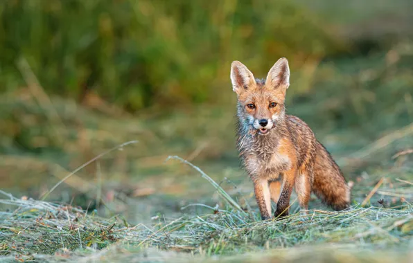 Picture grass, face, Fox, nature