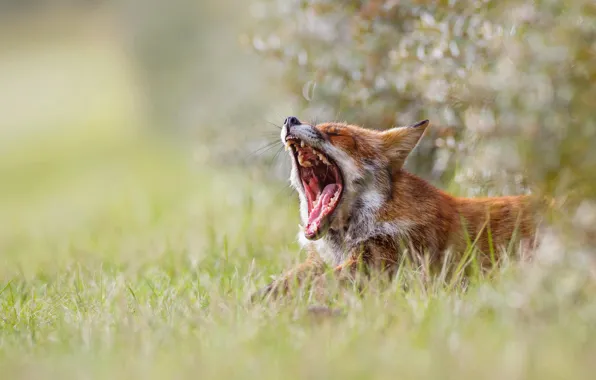 Grass, nature, morning, mouth, Fox