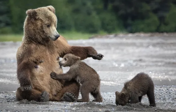 Sand, bears, bears, mom, bears, tit, bear
