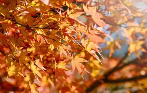 Picture autumn, leaves, colorful, maple, autumn, leaves, autumn, maple