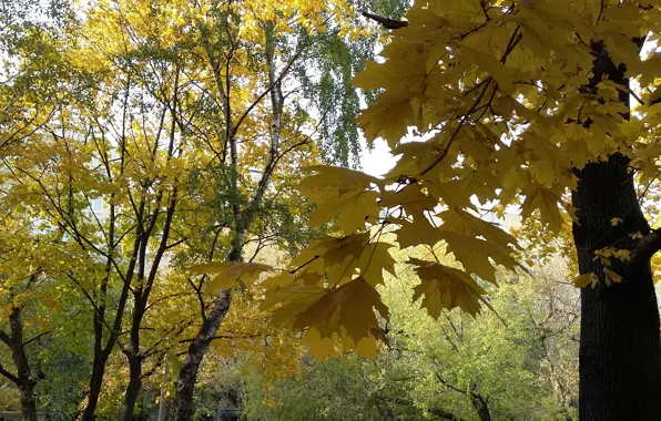 Picture autumn, trees, yellow leaves, October, maple branch